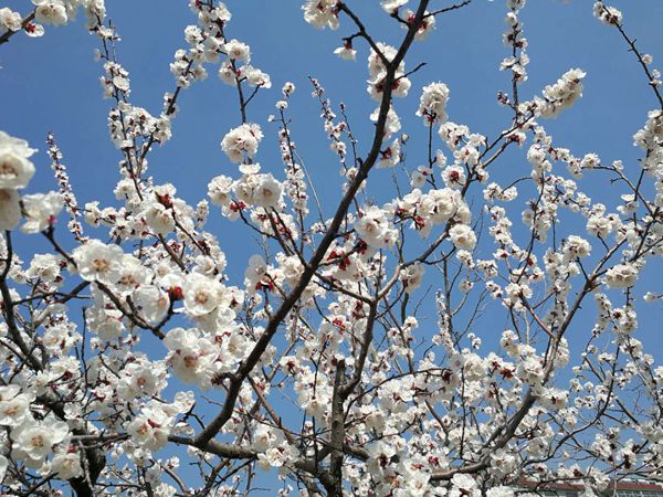 【重山影像】重山春已到 奋斗正当时（二）20